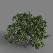 MT PM V85 Myrica pensylvanica 01 04