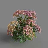 MT PM V70 Hydrangea macrophylla MistyRose 01 04