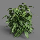 MT PM V38 Solanum lycopersicum 01 03