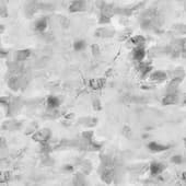Fingerprint (3)