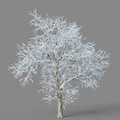 Ulmus davidiana 01 06