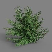 MT PM V38 Rubus idaeus 01 06