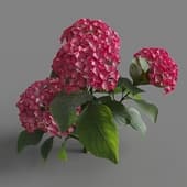 MT PM V70 Hydrangea macrophylla LightCrimson 01 01