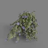 MT PM V86 Vinca major 01 05