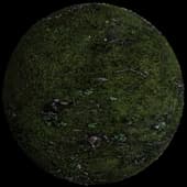 FORESTFLOOR-06