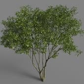 Amelanchier2