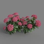 MT PM V70 Hydrangea macrophylla LightCrimson 01 04