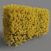 Forsythia hedge 180cm