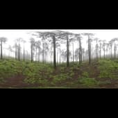 misty_pines_4k