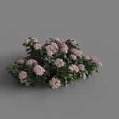 MT PM V70 Hydrangea macrophylla Pink 01 04