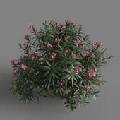 MT PM V85 Nerium oleander 01 01