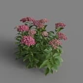 MT PM V70 Hydrangea macrophylla PaleVioletRed 01 03