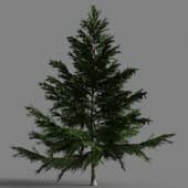 040 Picea