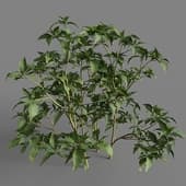 MT PM V93 Capsicum annuum 01 09