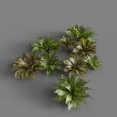 MT PM V82 Rhodobryum roseum 01 05
