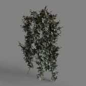 MT PM V86 Tradescantia zebrina bosse 01 06