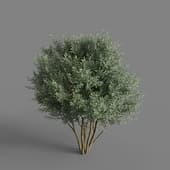 MT PM V60 Prunus lusitanica 01 04
