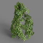 MT PM V82 Tetrastigma umbellatum 01 02