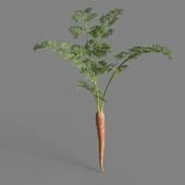 MT PM V93 Daucus carota sativus 01 01