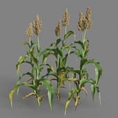 MT PM V38 Sorghum bicolor 01 06