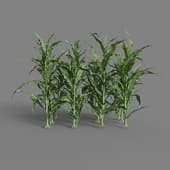MT PM V38 Zea mays 01 04