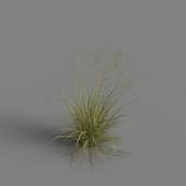 MT PM V79 Achnatherum splendens 01 03