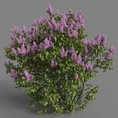 Syringa Vulgaris 01