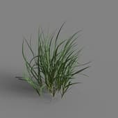 MT PM V65 Acorus calamus 01 06
