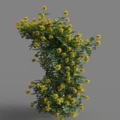 MT PM V77 Coronilla glauca 01 02