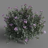 MT PM V77 Cistus albidus 01 01