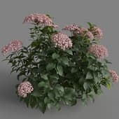 MT PM V70 Hydrangea macrophylla LavenderBlush 01 05