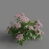 MT PM V70 Hydrangea macrophylla LightPink 01 04