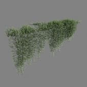 YAREENA Myoporum parvifolium creeper