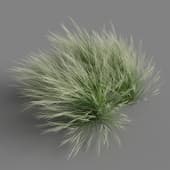 Nassella tenuissima 01 01