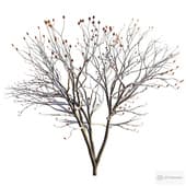 Snow Tree
