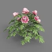 Peonia