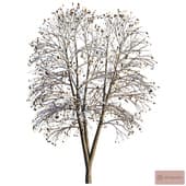 Snow tree 2