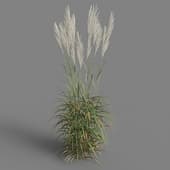 Miscanthus sacchariflorus 01 05