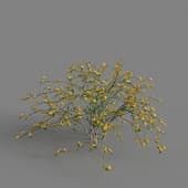 MT PM V68 Kerria japonica 01 05