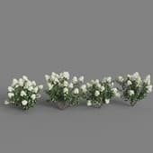 hydrangea paniculata
