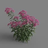 MT PM V66 Spiraea japonica 01 01