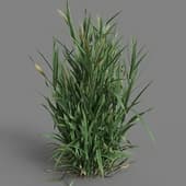 MT PM V38 Triticum 01 03