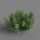 AM 154 023 Ficus Microcarpa