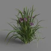 MT PM V69 Iris sanguinea 01 02