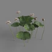 MT PM V69 Nelumbo nucifera 01 05