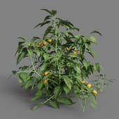 MT PM V38 Solanum lycopersicum 01 04