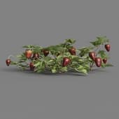 MT PM V38 Fragaria 01 04