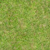 Grass_07