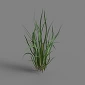 MT PM V65 Acorus calamus 01 03
