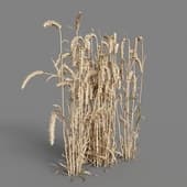 MT PM V38 Triticum 01 09